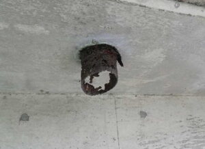 橋梁 排水用 SGP 鋼管 の 腐食 漏水 状況 施工前