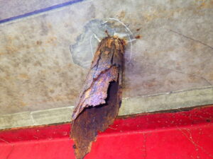 橋梁の既設排水装置の腐食、漏水、破損、伝い水の写真