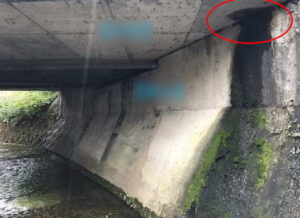 橋梁の既設排水からの漏水、伝い水の写真